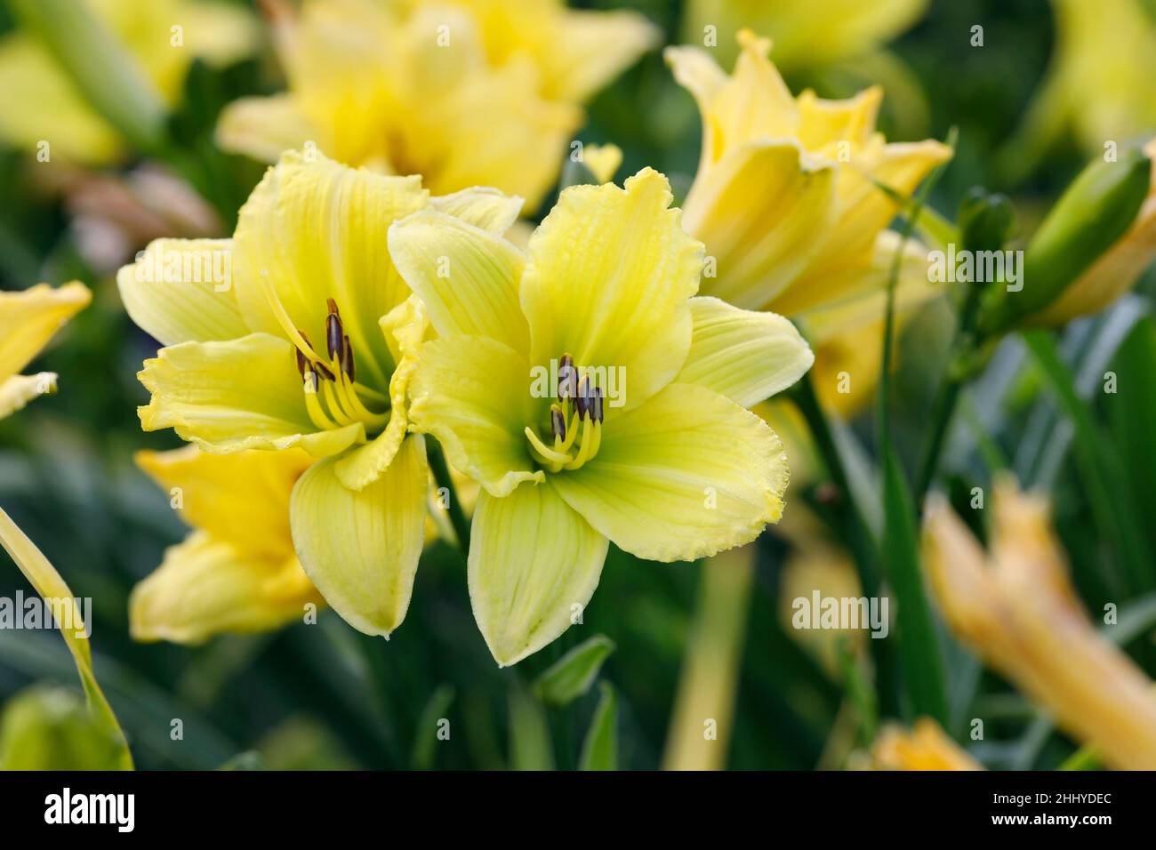 Hemerocallis 'Green Flutter'. Daylily flower in the garden. Stock Photo