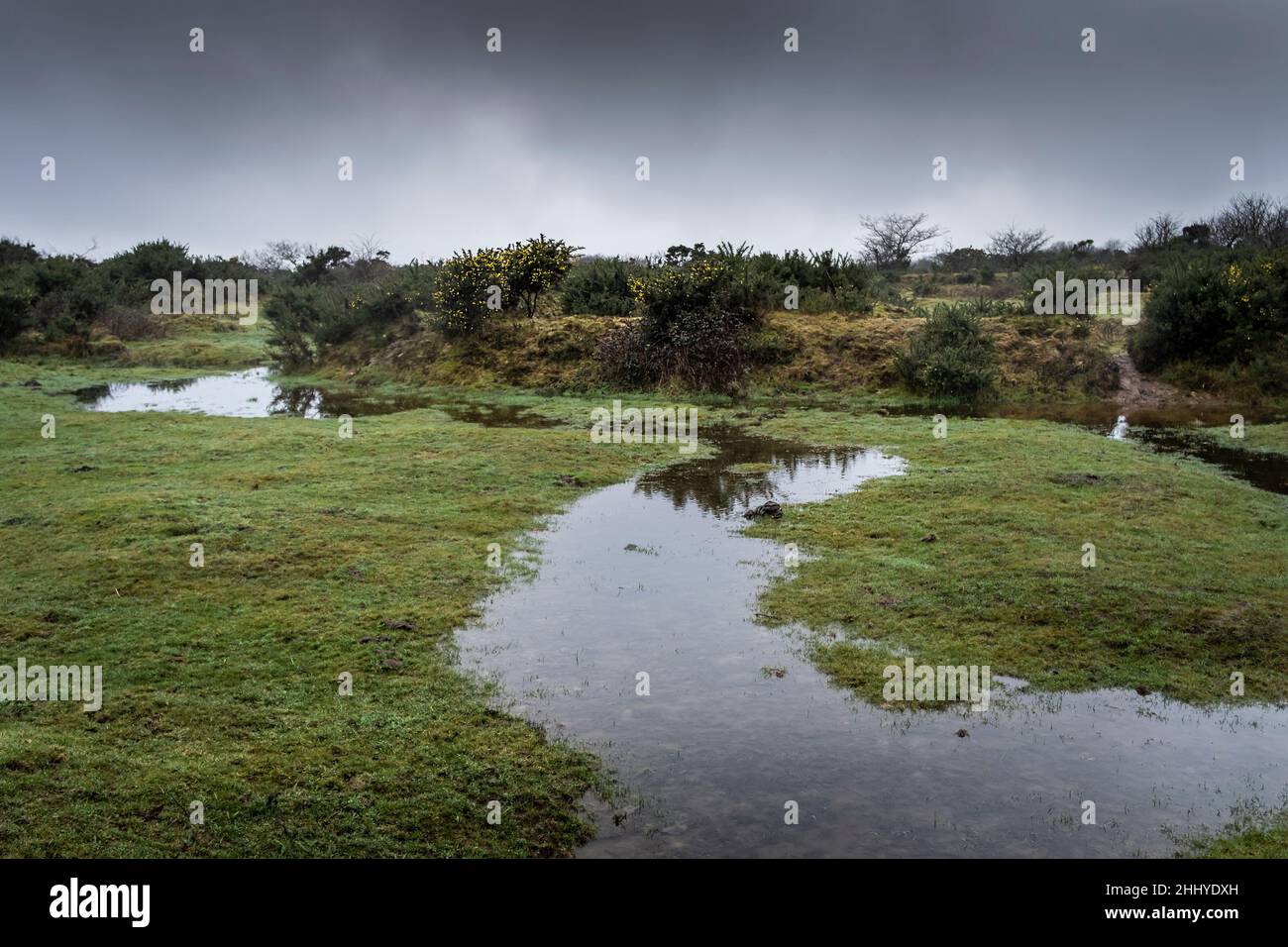 Misty wet weather over the wild bleak waterlogged Goonzion Downs on Bodmin Moor in Cornwall. Stock Photo