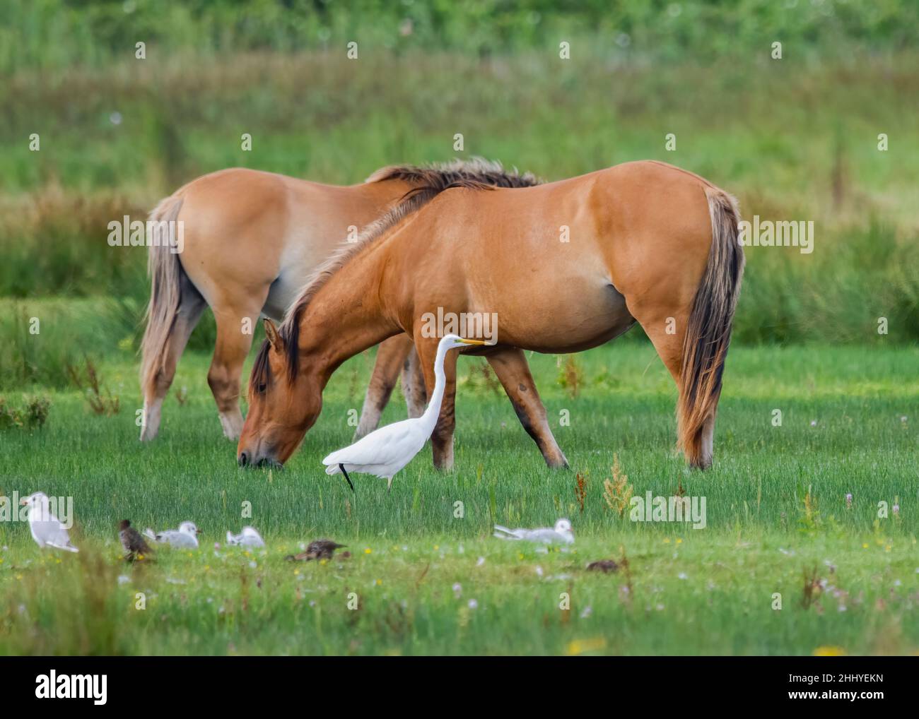 oiseaux , cheval Henson, Highland Cattle, Saint Firmin les Crotoy, Aigrette garzette, Grande aigrette, Spatule, Cygne Stock Photo