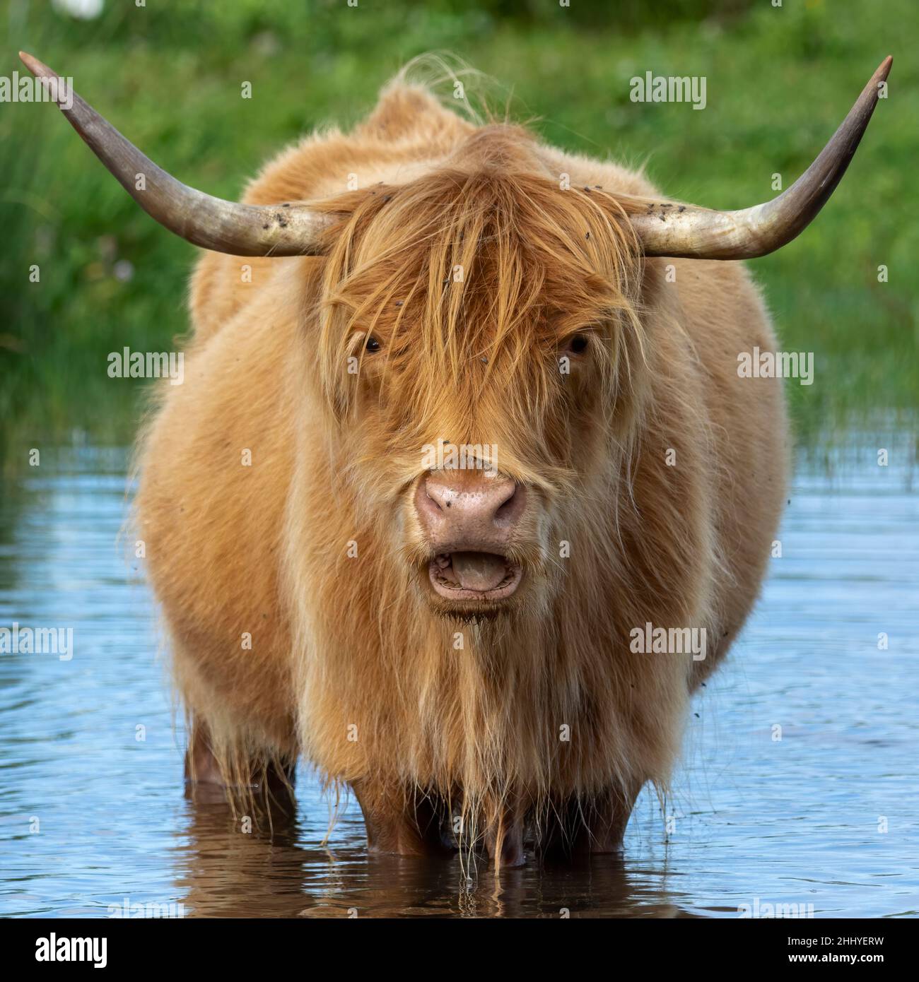Highland Cattle, Saint Firmin les Crotoy, Stock Photo