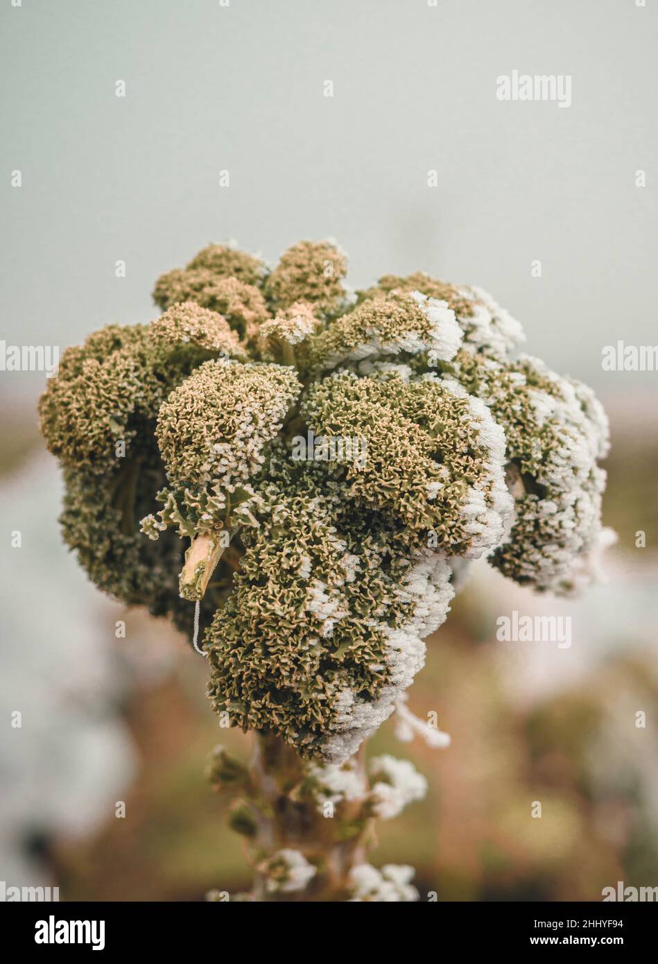 Close up of a frosted Kale plant growing on a farm on a cold winter morning. Stock Photo