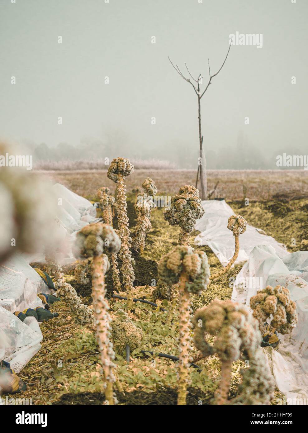 Close up of a frosted Kale plant growing on a farm on a cold winter morning. Stock Photo