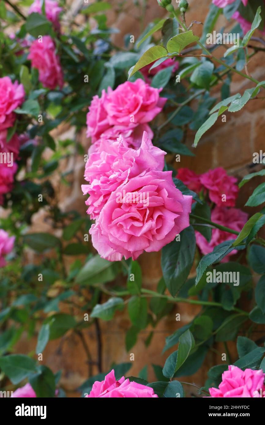Rosa. Pink Climbing Rose against an Ironstone wall. Stock Photo