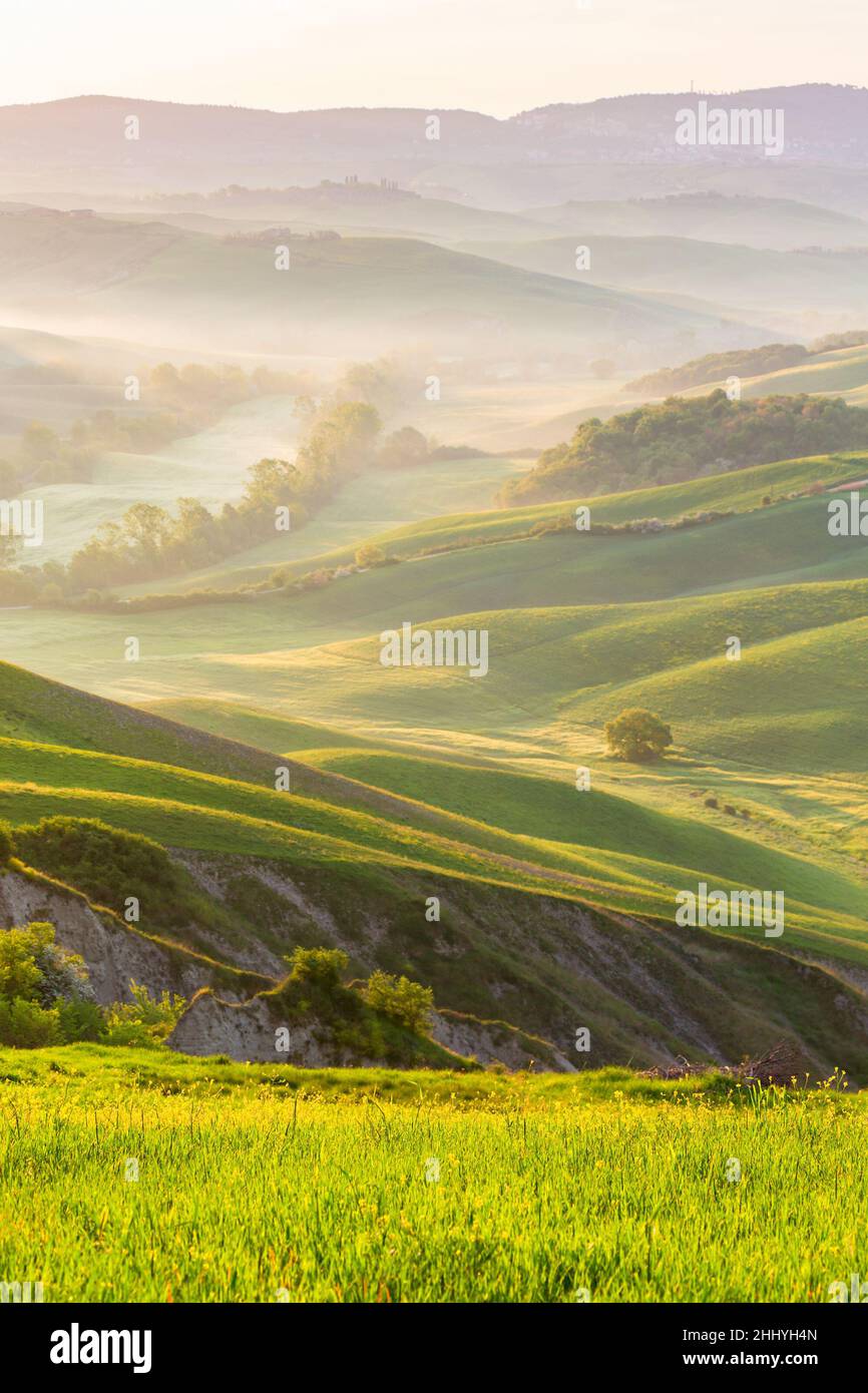 Meadow with flowers in a rolling rural landscape with morning fog Stock ...