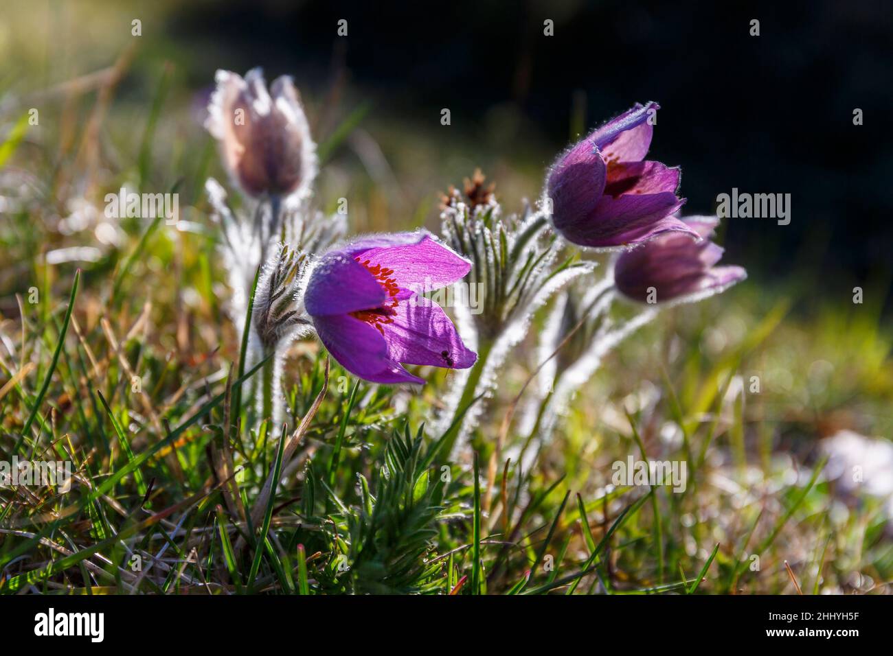 Flowering Pasque flowers in early spring Stock Photo