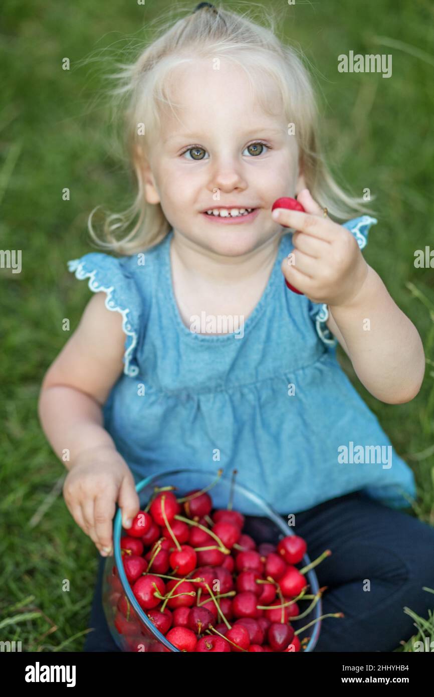 Summer harvest season. Healthy organic cherries Stock Photo Alamy