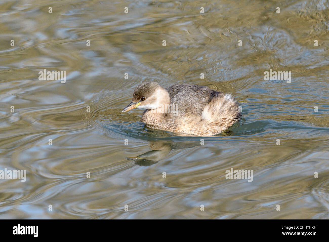 Little grebe Tachybaptus ruficollis, also known as dabchick, is a member of the grebe family of water birds Stock Photo