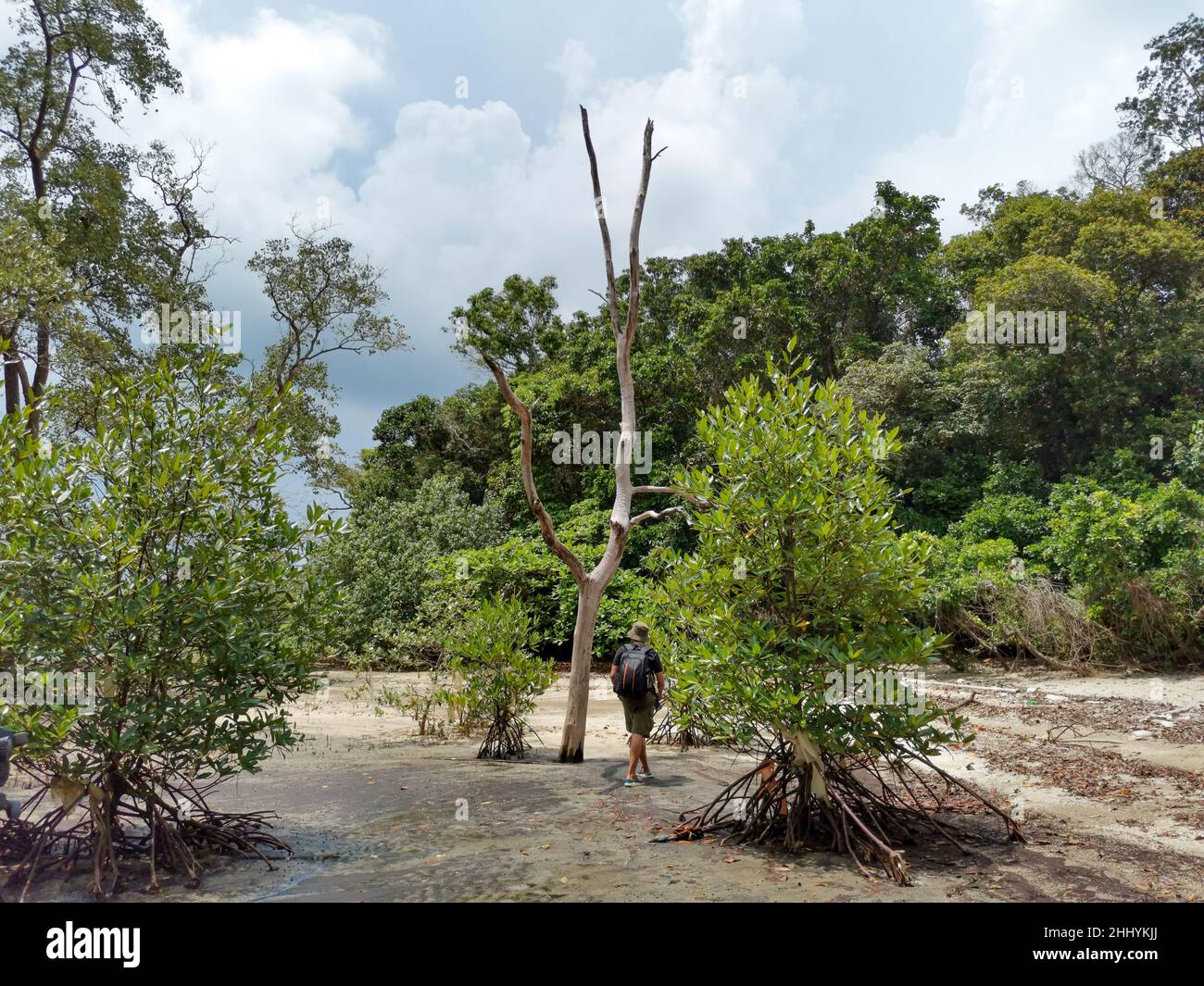 Traveller asian backpacker walking in mangrove forest during low tide period, surrounded by mangrove long roots. Summer day travel. Endau, Malaysia Stock Photo