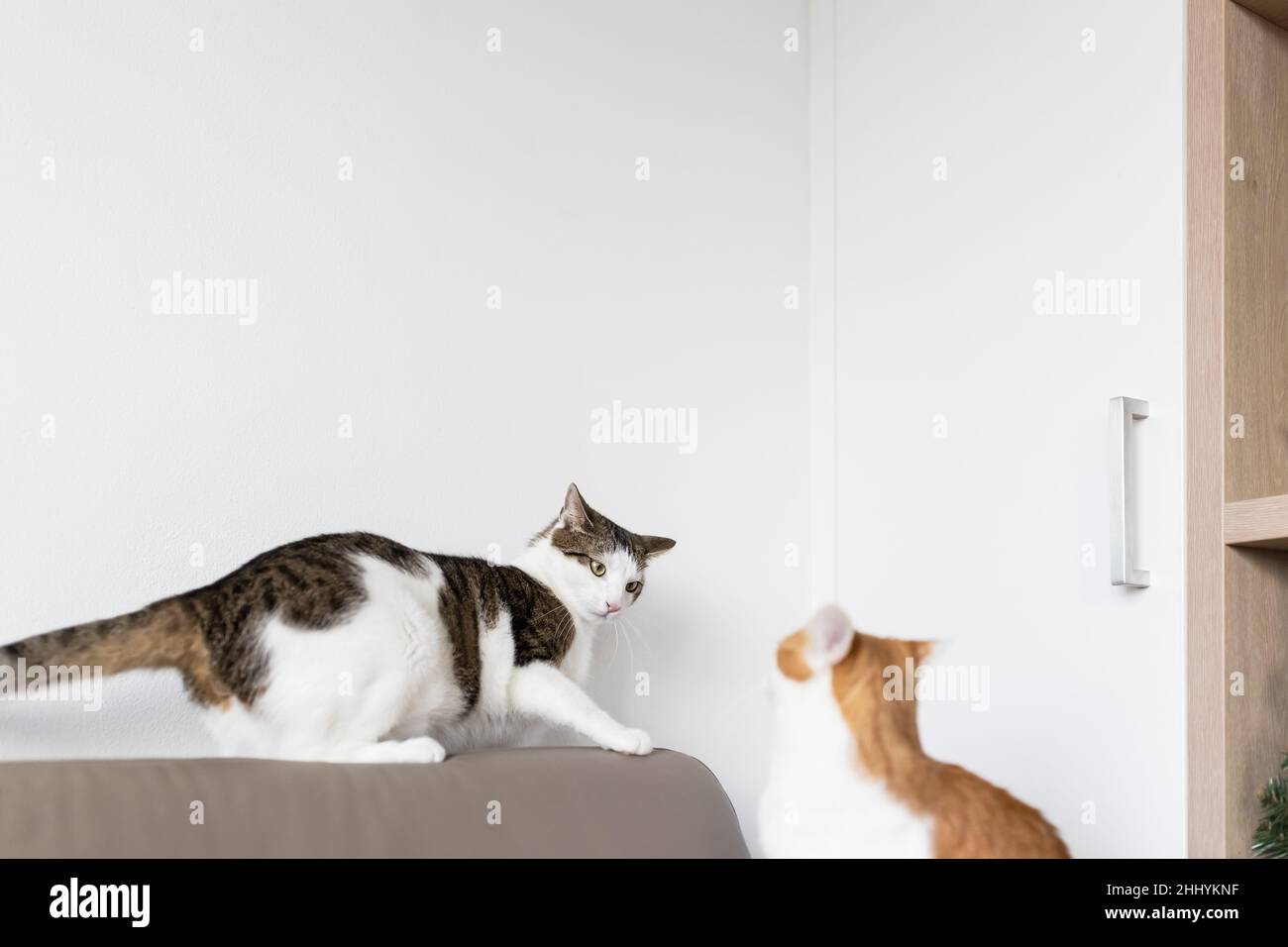 Two domestic cats playing and fighting on leather couch . Domestic animals behavior and two cats at home concept. Selective focus, copy space Stock Photo