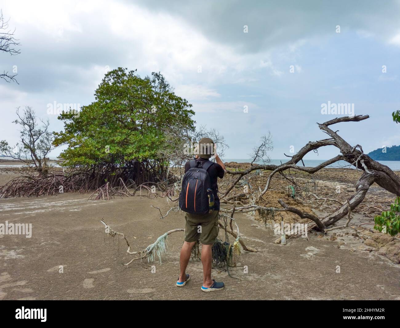 Man photographer taking picture of dead, withered tree, by stand up in mud of mangrove forest in tropical mangrove forest during low tide period, Enda Stock Photo