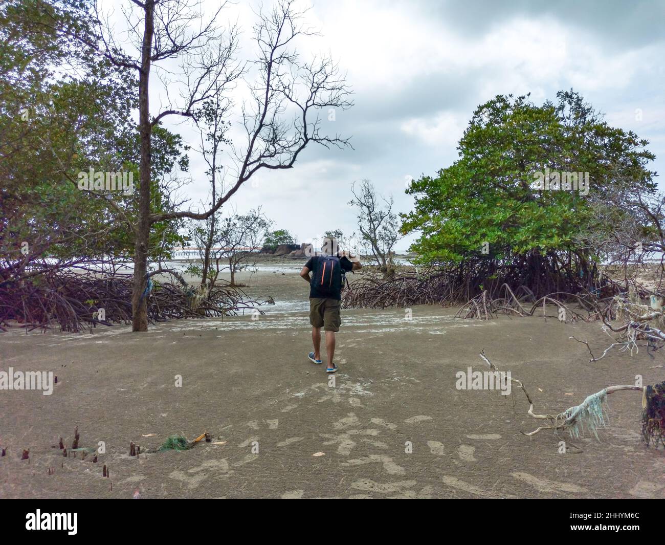 Traveller asian backpacker walking in deforested mangrove forest beach during low tide period with dead trees and cloudy sky. Summer day travel. Endau Stock Photo
