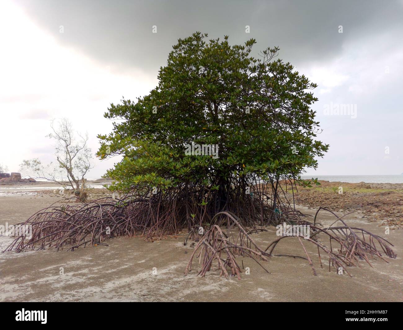 Single lonely mangrove tree on the deforested mangrove forest beach during low tide period with dead trees and cloudy sky, Endau, Malaysia Stock Photo