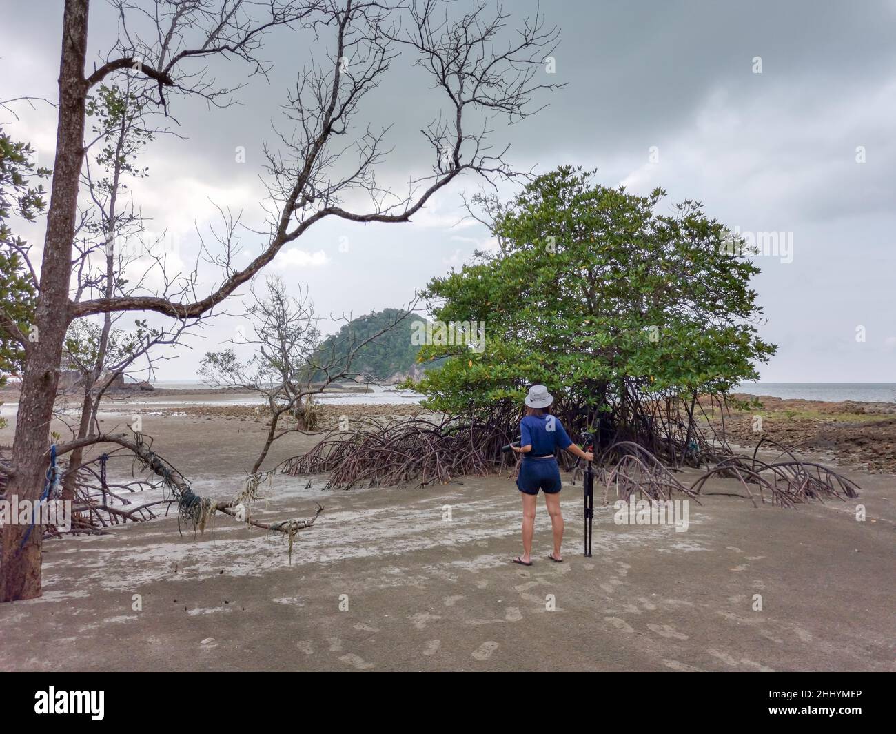 Asian female photographer stand in mangrove forest beach during low tide period with dead trees and cloudy sky. Summer day travel. Endau, Malaysia Stock Photo
