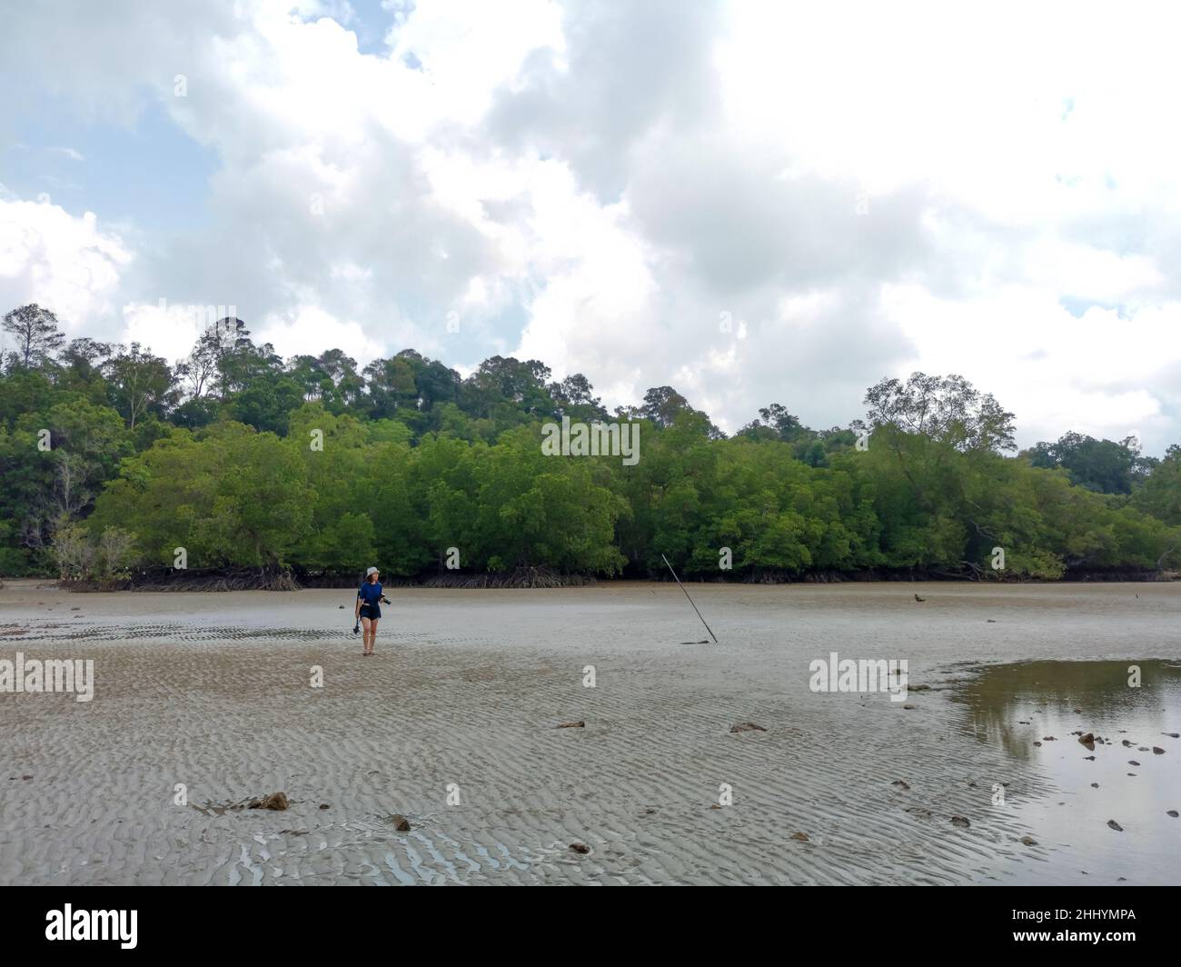 Traveler asian woman walking on the coast of the mangrove rainforest during low tide period; Summer day nature traveling in Endau, Malaysia Stock Photo