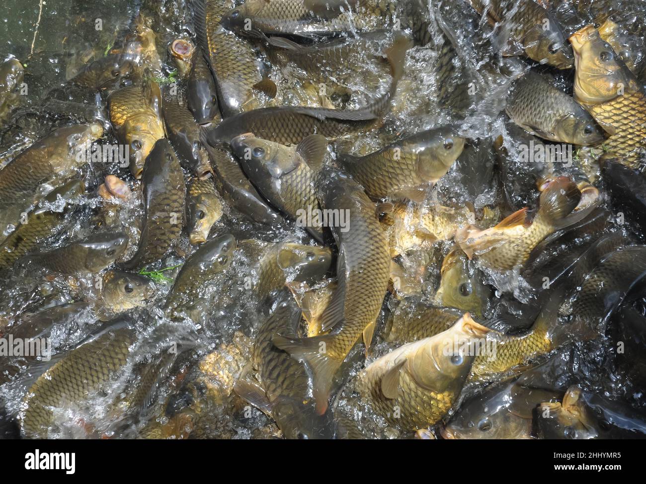 High angle view of group of fish gathering together for food in the lake Stock Photo