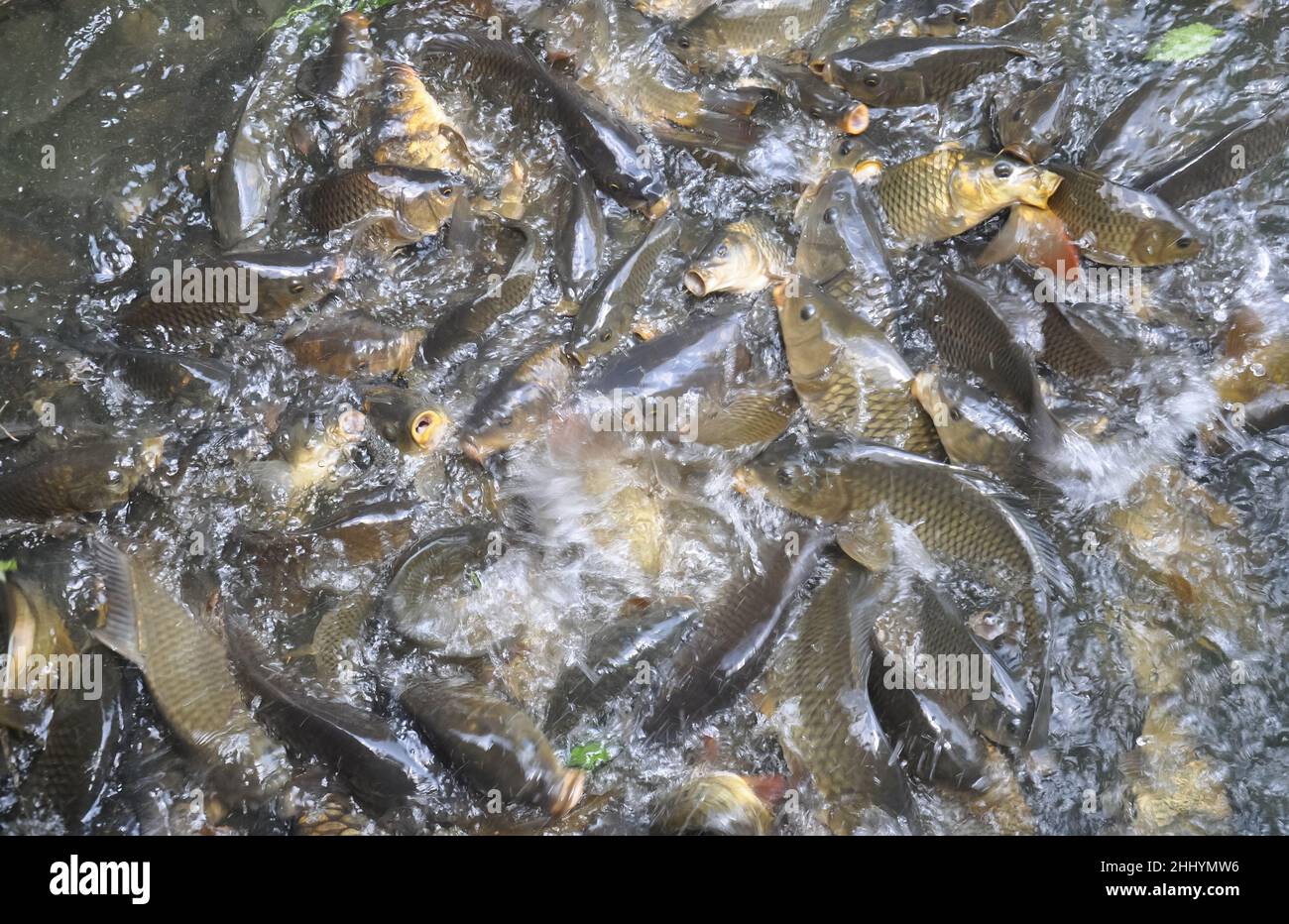 High angle view of group of fish gathering together for food in the lake Stock Photo