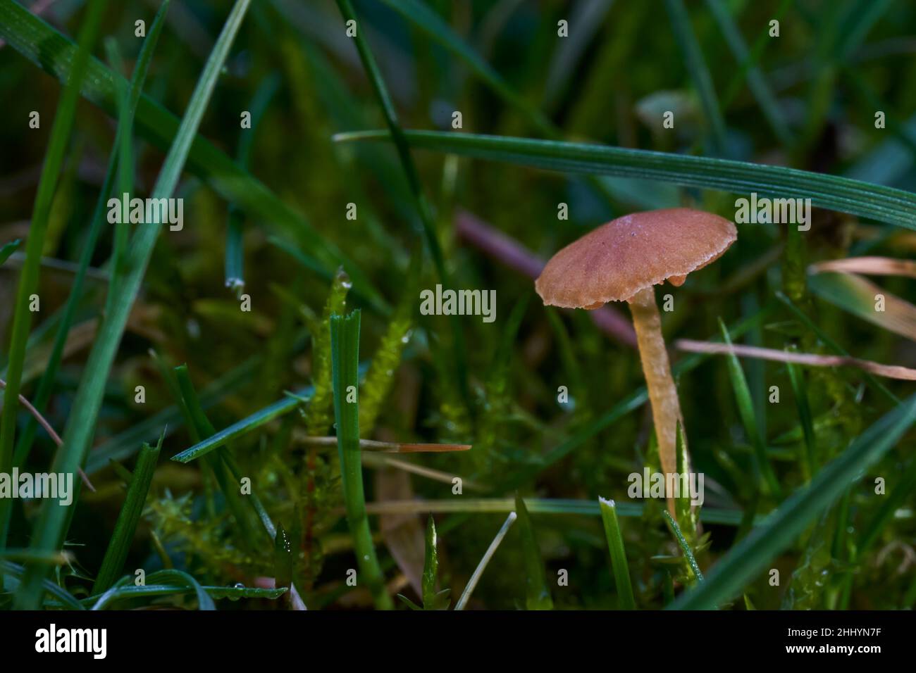 close up of a small brown mushroom growing in the grass in a garden Stock Photo