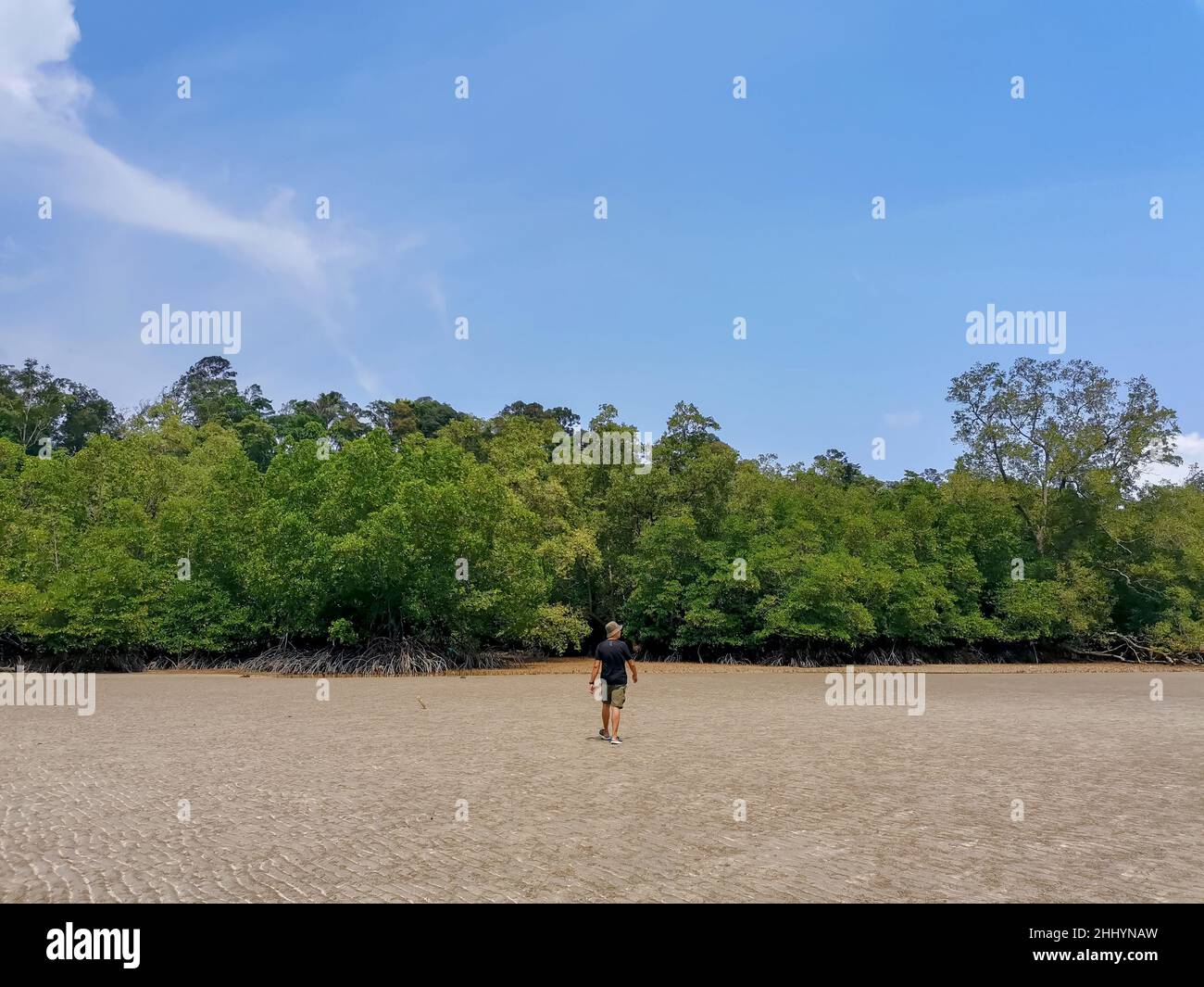 Male asian traveler walking to mangrove forest during low tide period; Travel lifestyle adventure concept. Summer day nature traveling in Endau, Malay Stock Photo
