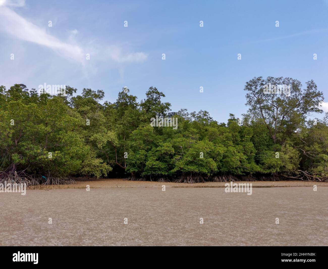 Tropical mangrove forest trees, roots, pneumatophores and aerial roots, view from the sandy beach at a low tide period, Endau, Malaysia. Nature landsc Stock Photo