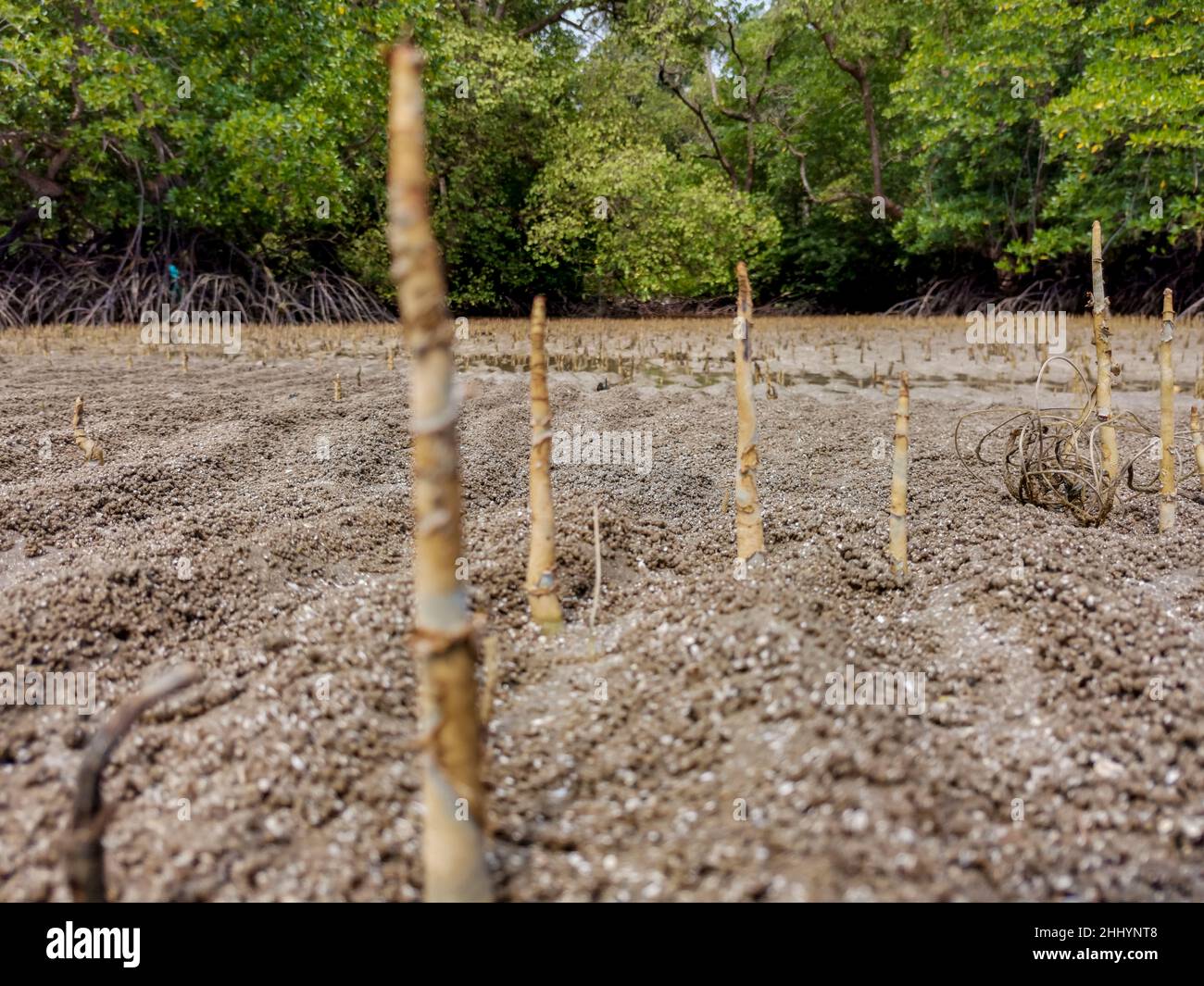 Close up of mangrove trees roots, pneumatophores, aerial roots, special