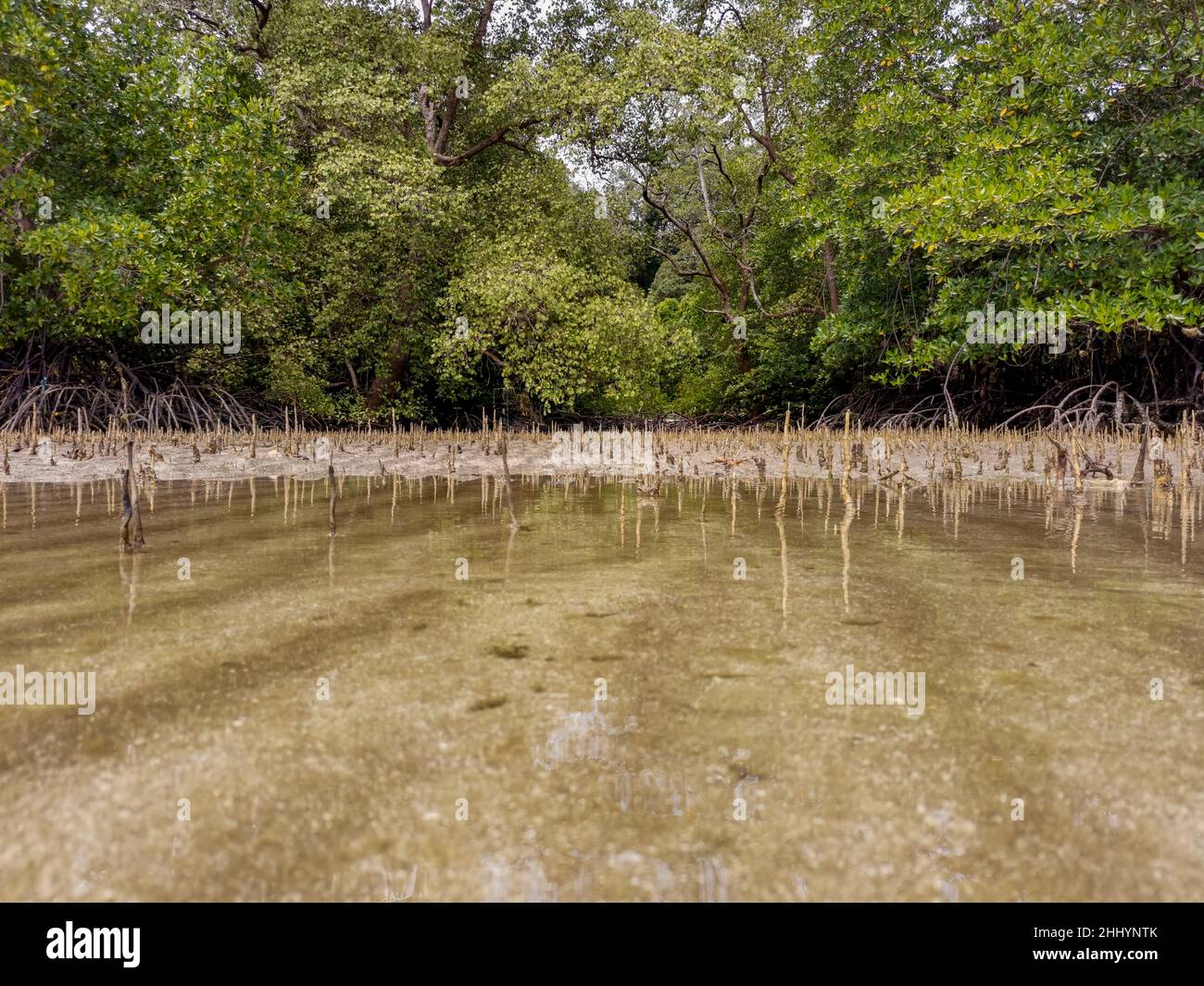Low angle view of mangrove trees roots, pneumatophores, aerial roots. Tropical mangrove forest at low tide period. Shallow water reflection. Best natu Stock Photo