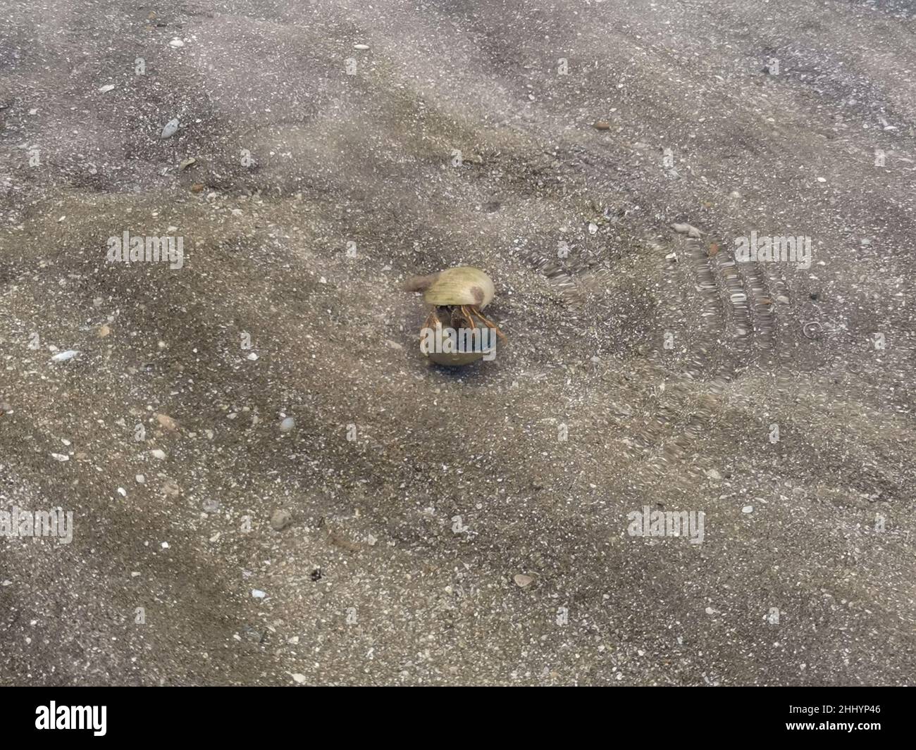 Close up hermit crabs in shallow ocean water. Clear water surface of