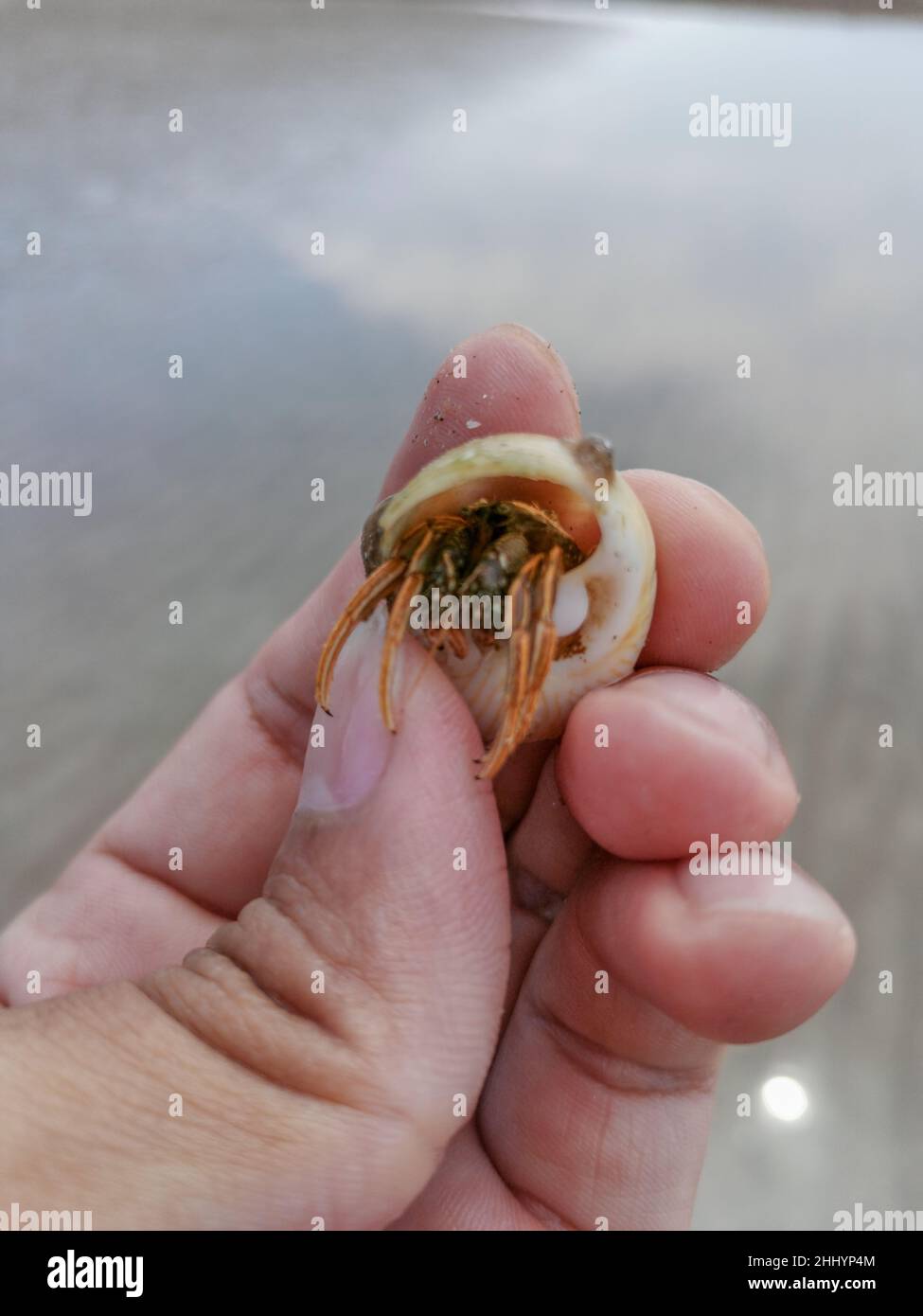 Hermit crab hides in the shell that is in the hand. Small hermit crab in the sink holding a male hand close up. Hand holding hermit crab Stock Photo