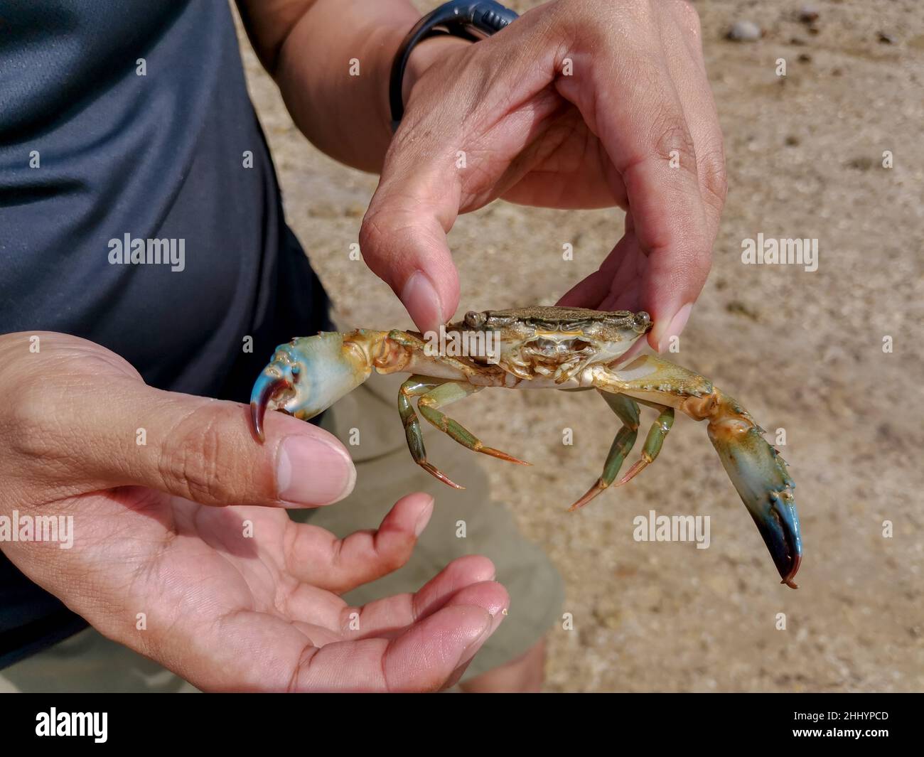 Close up of asian male hand holding crab at beach. A man caught a blue swimmer crab in the sea. Catching blue swimming crab. Seafood, wildlife, travel Stock Photo