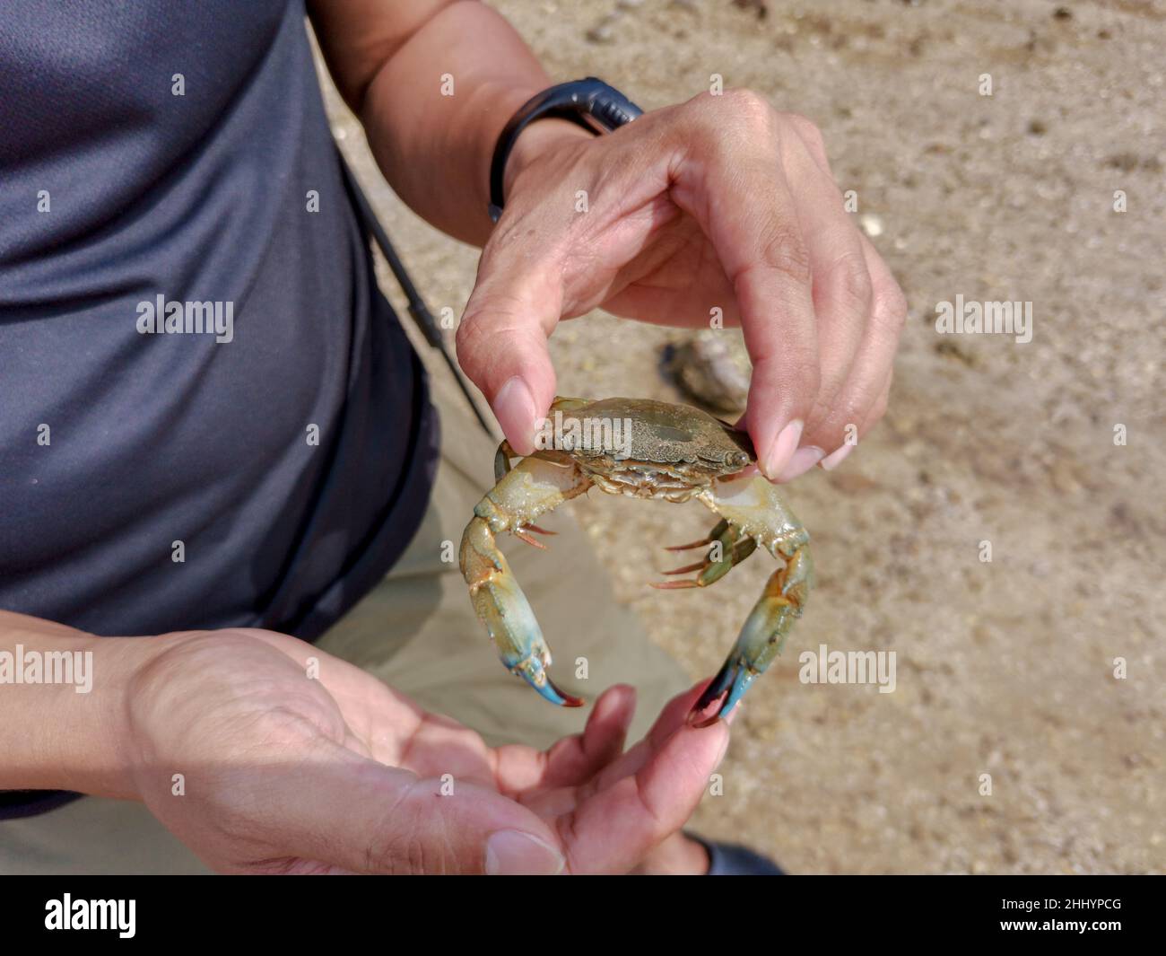 Close up of asian male hand holding crab at beach. A man caught a blue swimmer crab in the sea. Catching blue swimming crab. Seafood, wildlife, travel Stock Photo