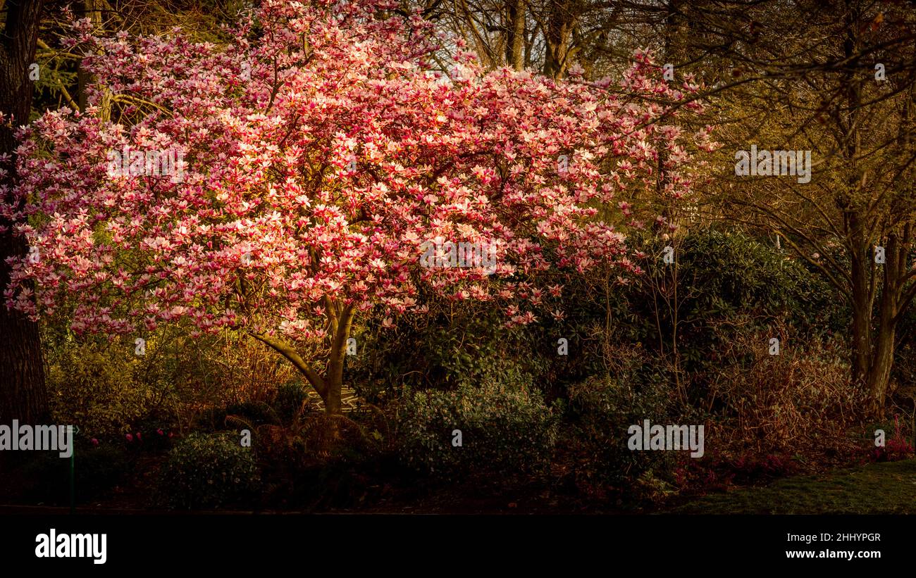 Magnolia tree full blossoming hi-res stock photography and images - Alamy