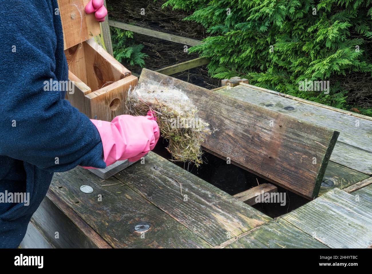Woman cleaning out a nest box ready for use next spring and putting old nest in compost bin. Stock Photo