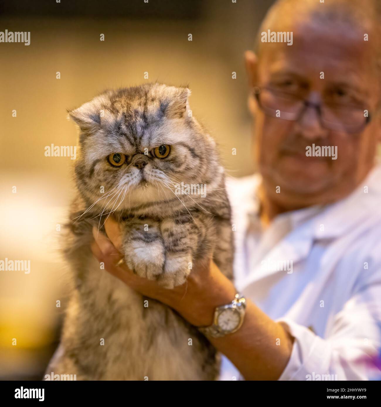 Brachycephalic cat is held up for inspection at a cat show Stock Photo