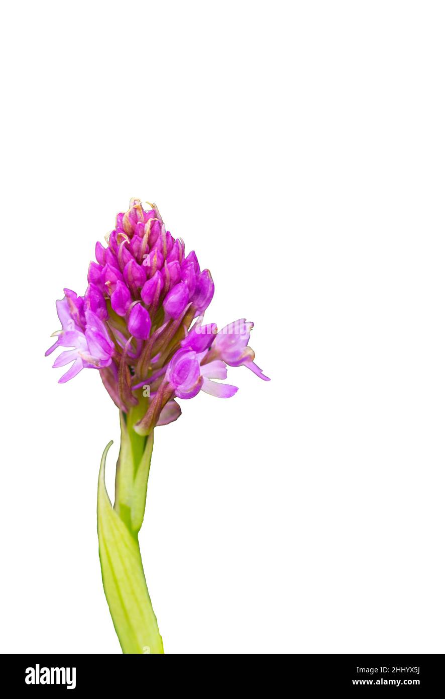 A pink Pyramidal Orchid in isolation on a white background Stock Photo