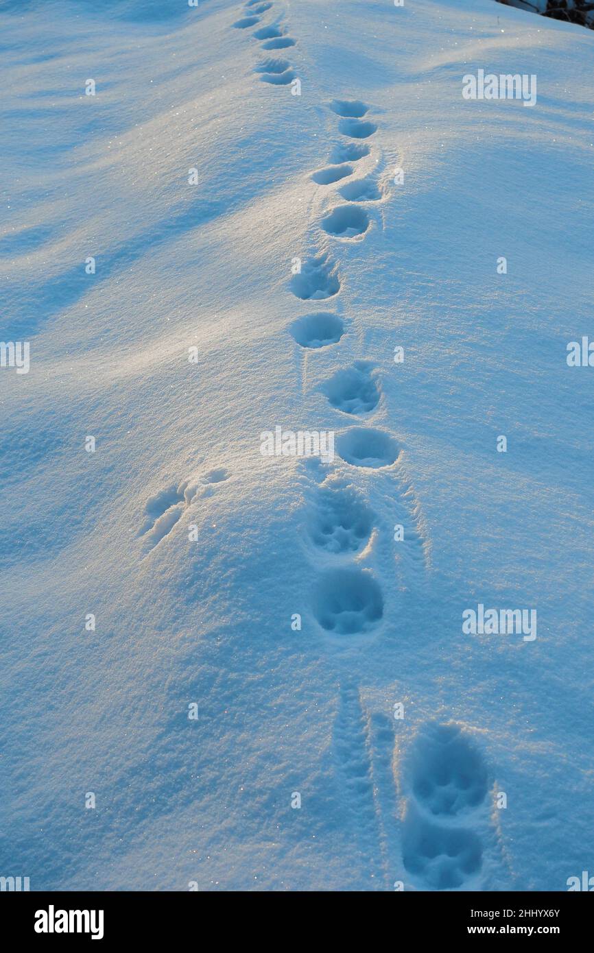 Eurasian lynx (Lynx lynx) tracks in the snow. Bieszczady Mountains, Carpathians, Poland. Stock Photo