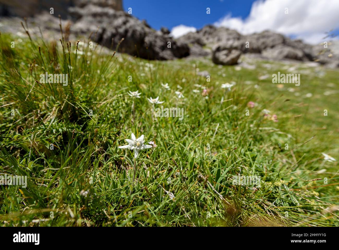 Leontopodium alpinum (Edelweiss) in Ordesa (Monte Perdido and Ordesa National Park, Spain) ESP: Leontopodium alpinum (Edelweiss) Ordesa España Pirineo Stock Photo
