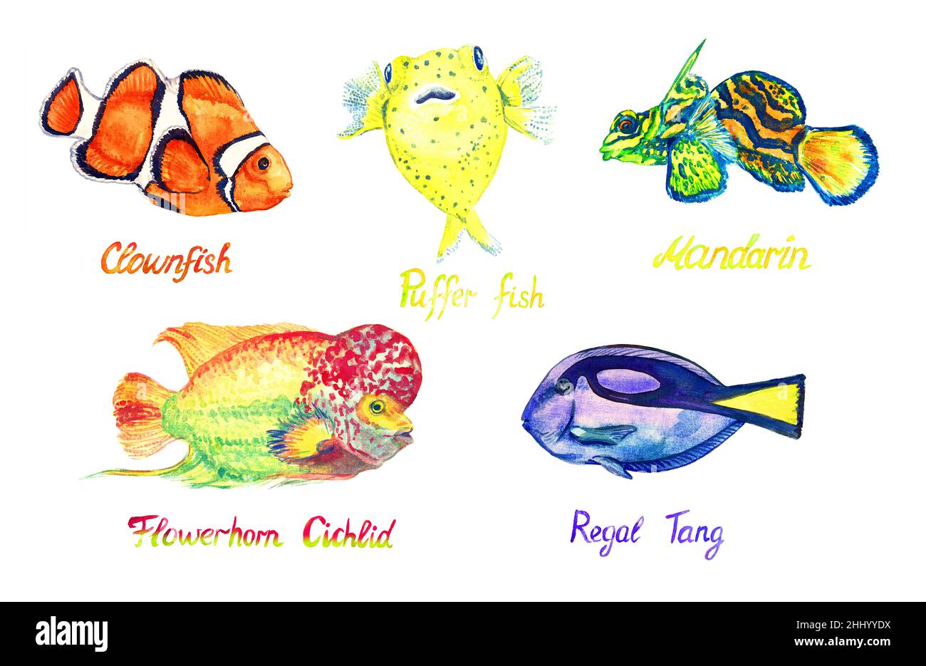 Bright fishes collection. Clownfish, Pufferfish, Mandarin fish, Flowerhorn cichlid fish, Paracanthurus hepatus  hand painted watercolor  illustration Stock Photo
