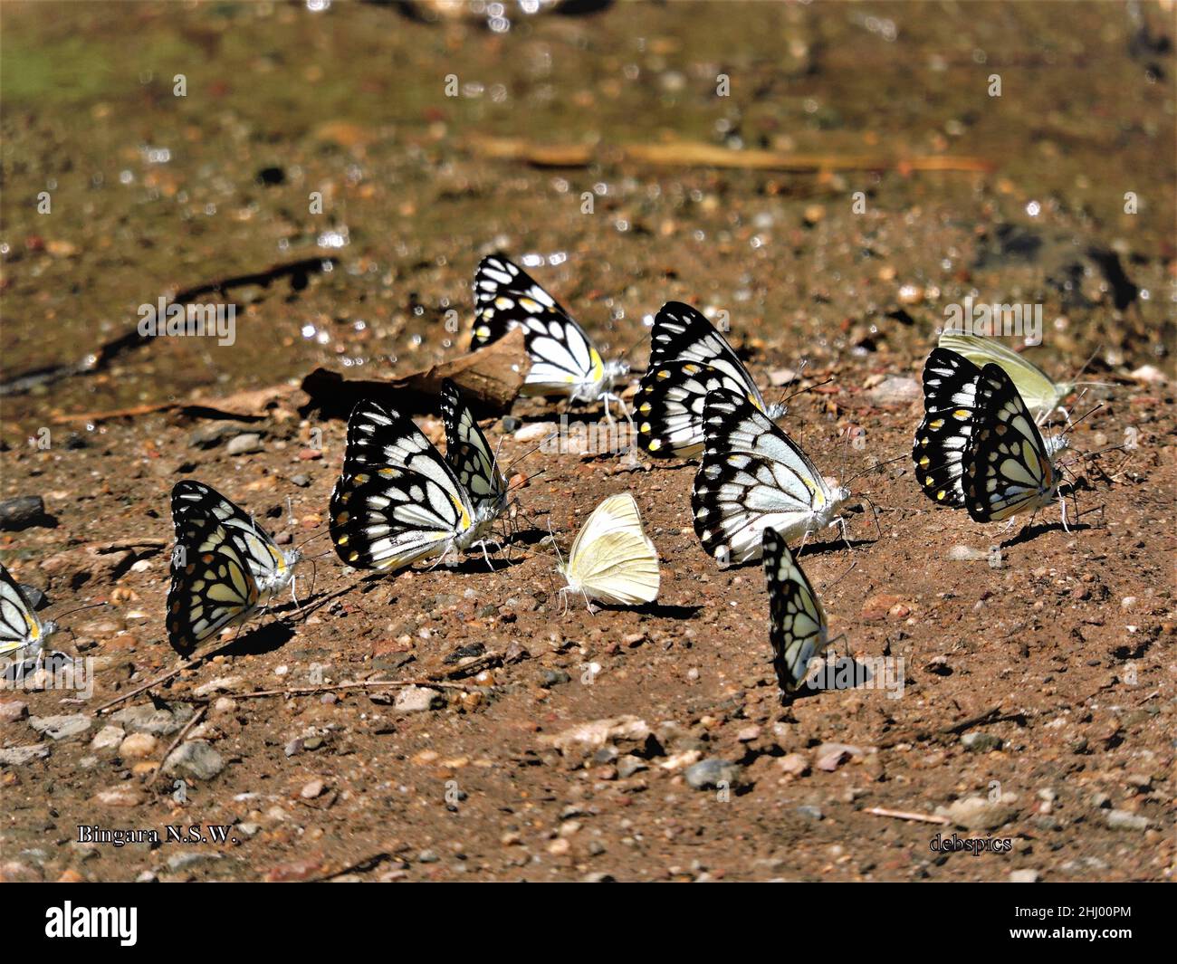 Bevy of Beauties Stock Photo