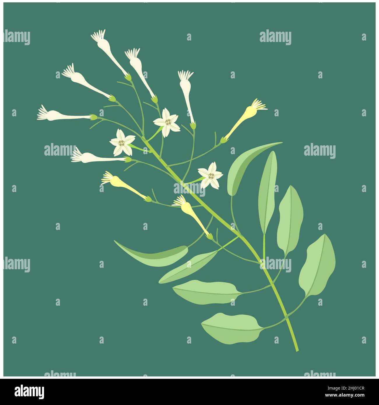 Beautiful Flower, Illustration of White Tuberose Flowers or Night Blooming Jasmine with Green Leaves. Stock Photo
