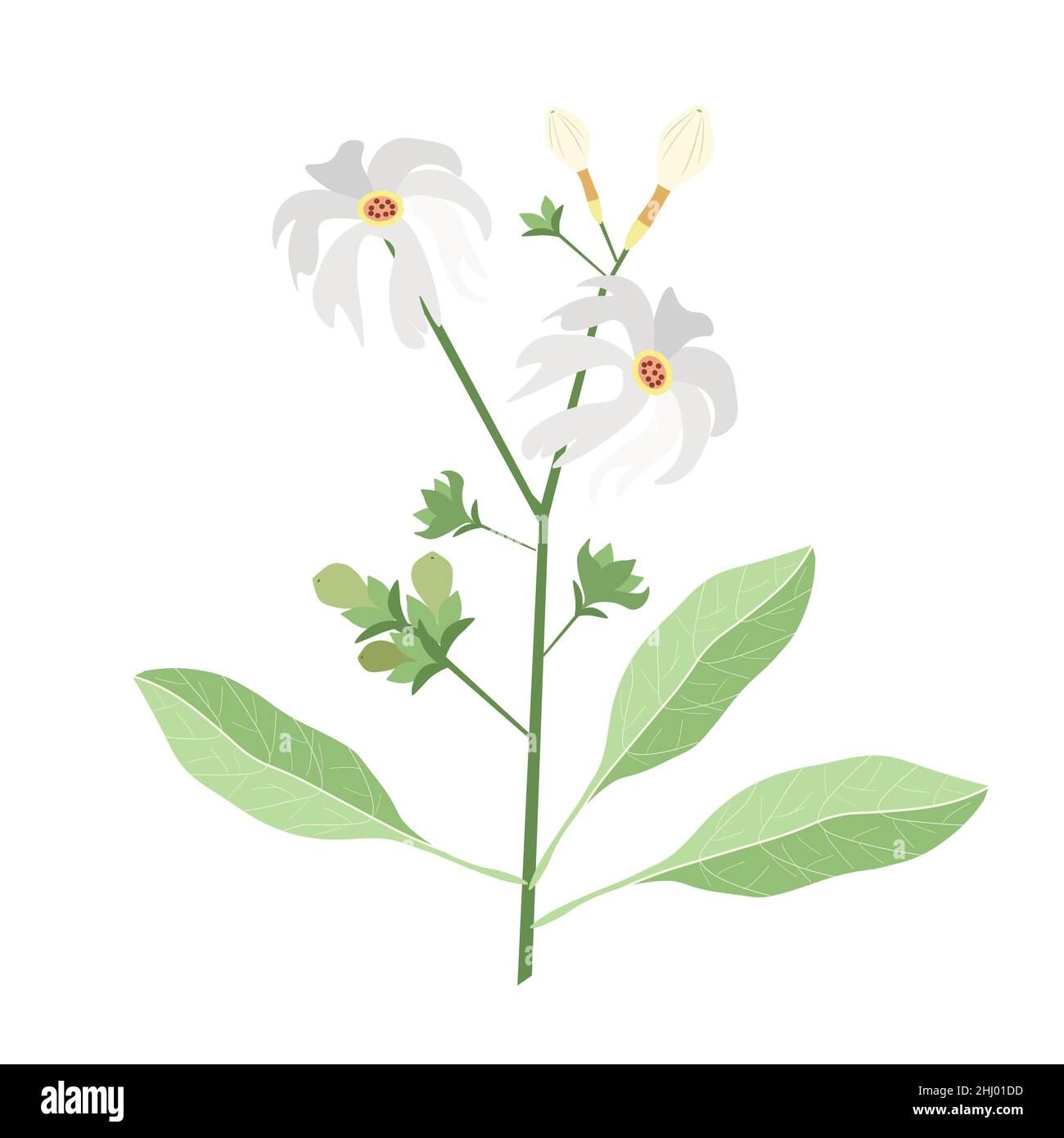 Beautiful Flower, Illustration of Nyctanthes Arbor-tristis or Night Flowering Jasmine with Green Leaves. Stock Photo