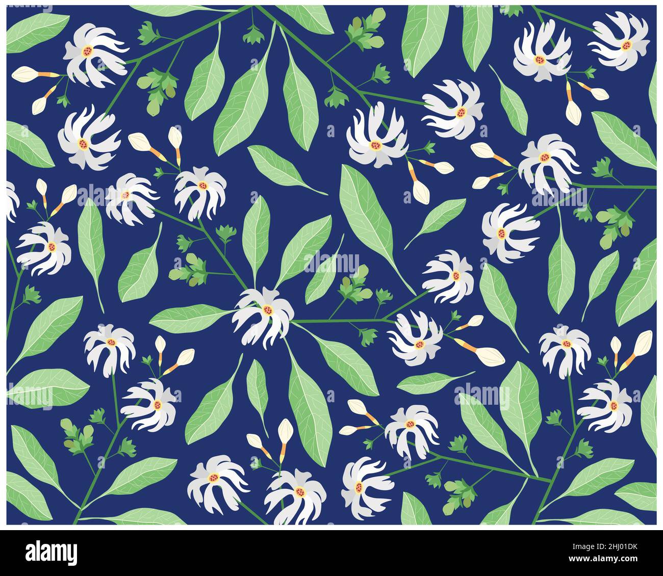Beautiful Flower, Illustration Background of Nyctanthes Arbor-tristis or Night Flowering Jasmine with Green Leaves. Stock Photo