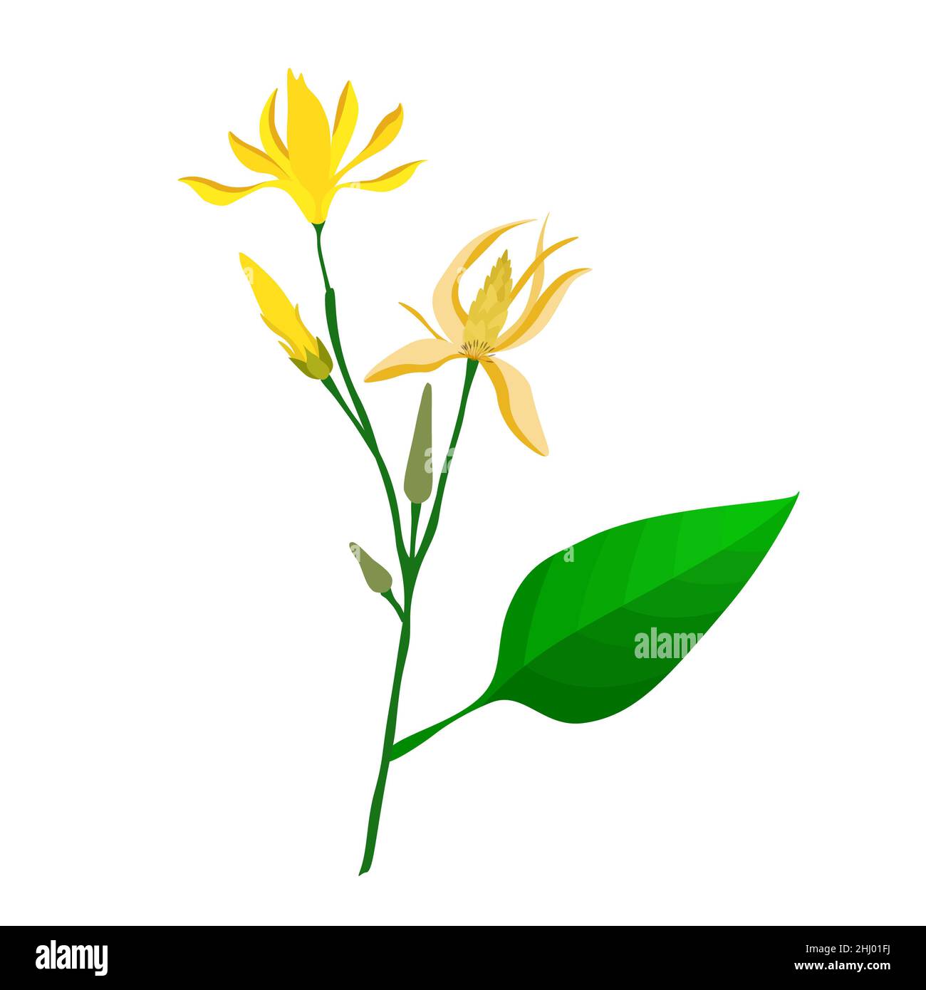 Champaka flower Cut Out Stock Images & Pictures Alamy