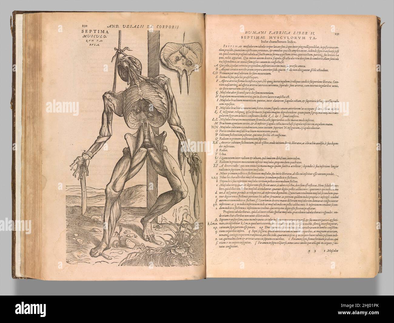 De humani corporis fabrica (Of the Structure of the Human Body) 1555 Andreas Vesalius Flemish When Andreas Vesalius (1514–1564) first published his radical De humani corporis fabrica (On the Structure of the Human Body), the ancient texts of Aristotle and Galen were still judged authoritative in the medical schools of Europe. By performing his own dissections, Vesalius discovered errors in the ancient authors' teachings. The De humani corporis fabrica, which drew attention to these flaws, initially threatened the academic medical establishment but ultimately won Vesalius admiration and a post Stock Photo