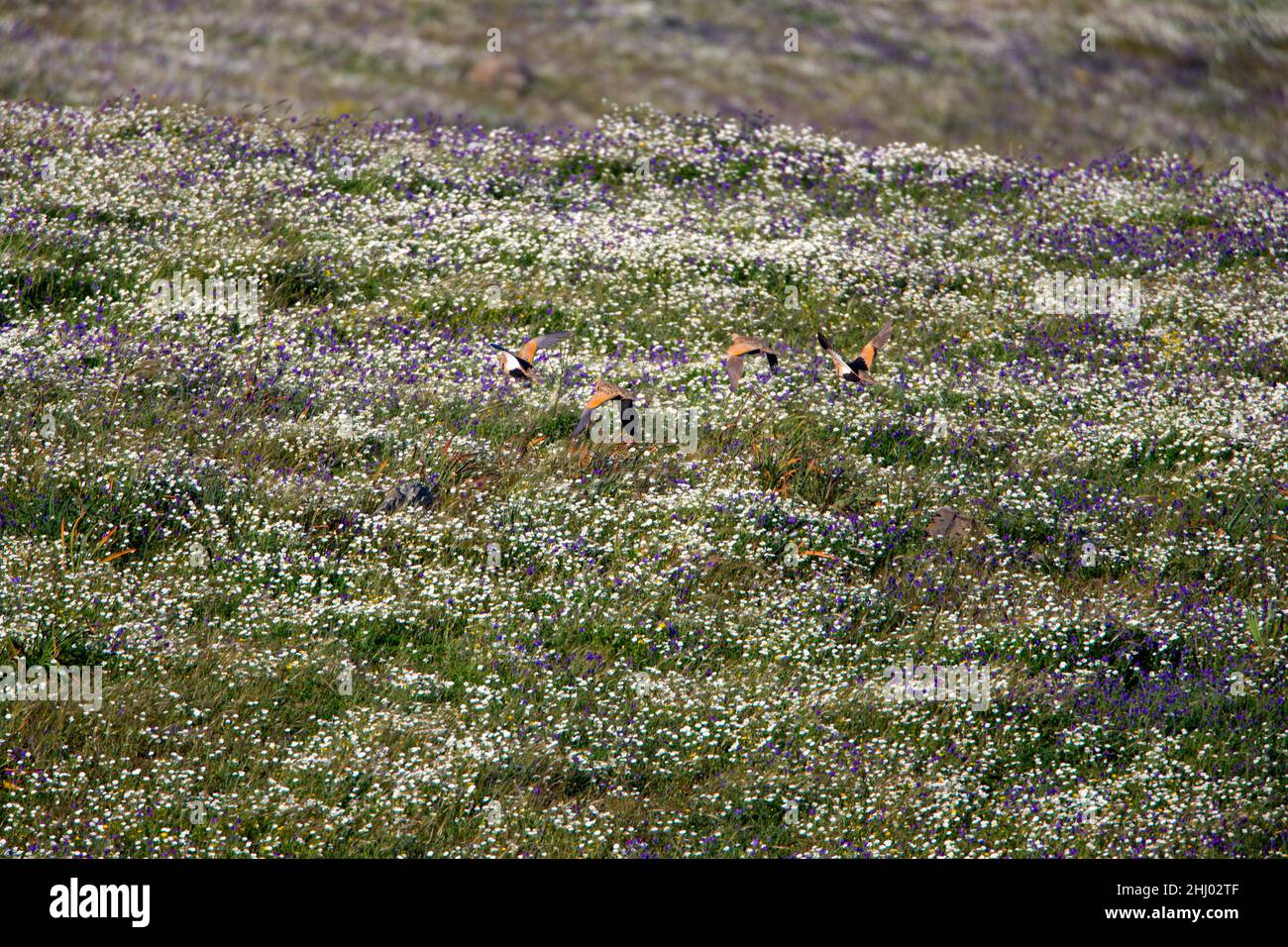 Black-bellied Sandgrouse (Pterocles orientalis) flying over meadow with wild flowers Castro Verde Alentejo Portugal Stock Photo