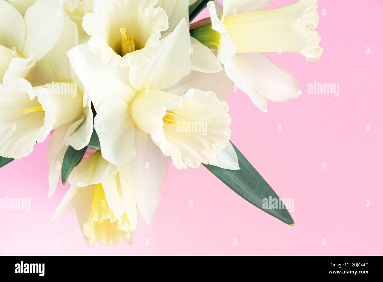 Bouquet of white daffodils on pink background. Minimalistic spring flowers. Blooming narcissus. Happy easter, Birthday, Mother's, Valentines, Women's Stock Photo