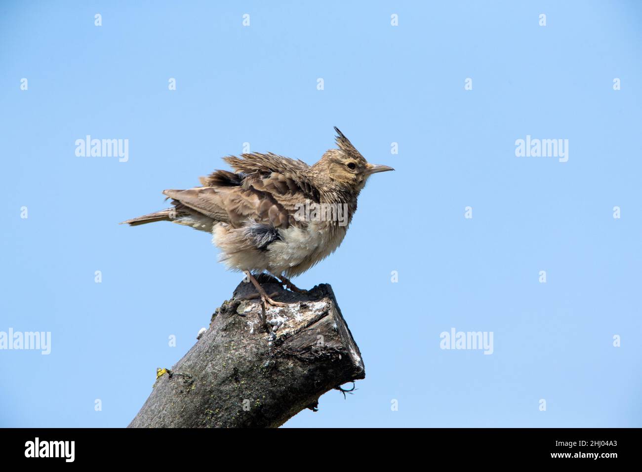 Crested lark, (Galerida cristata), perched on stump, shaking its feathers, Alentejo, Portugal Stock Photo