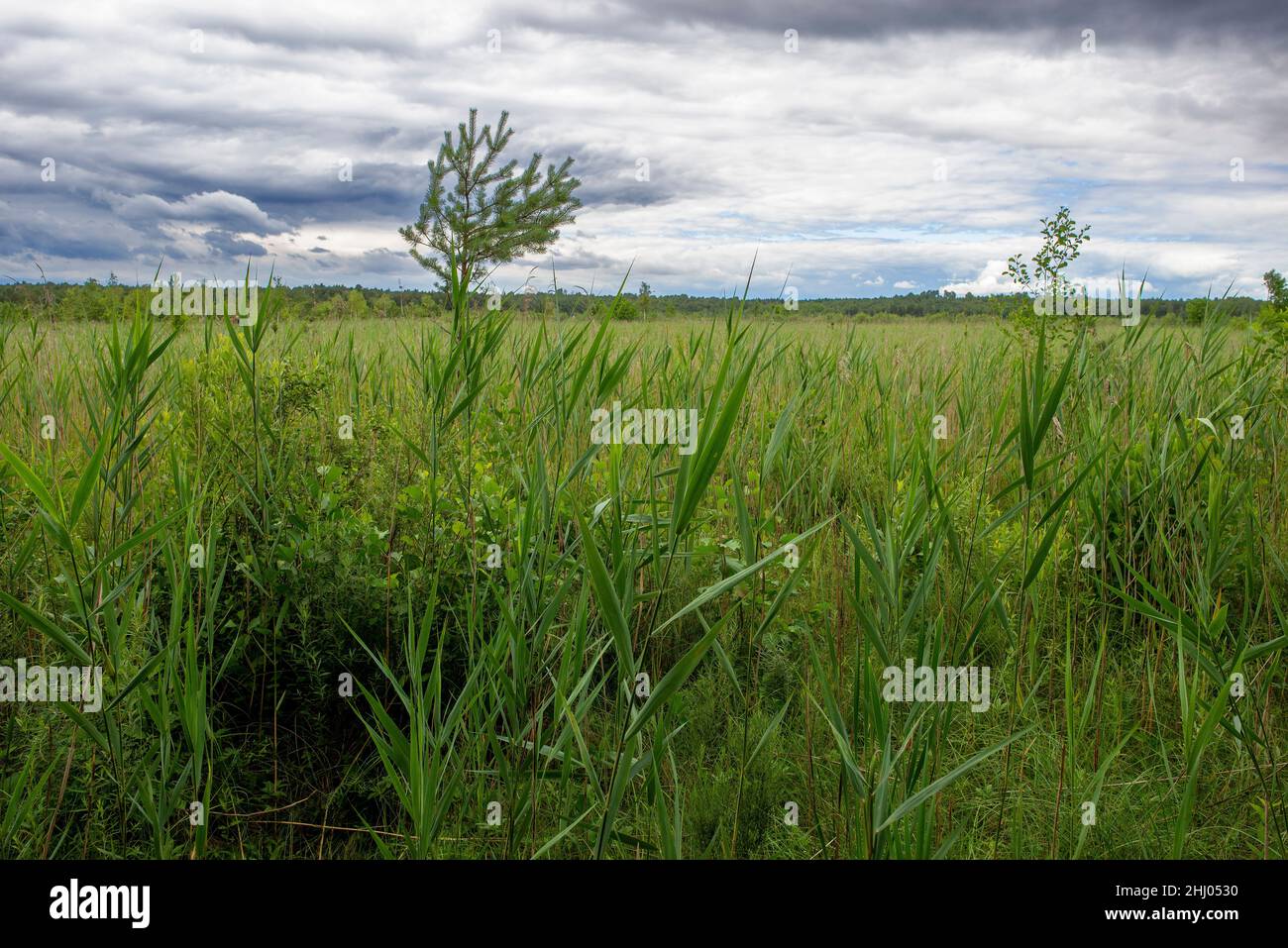 View on reeds growing in peat swamp in Polesie National Park. Stock Photo