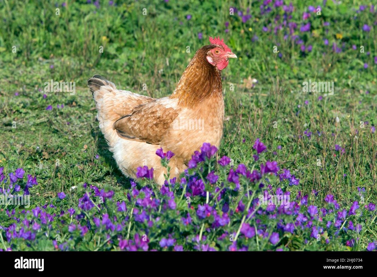 Hen, Rhode Island Red, free-range amongst wild flowers, Castro Verde,  Alentejo, Portugal Stock Photo