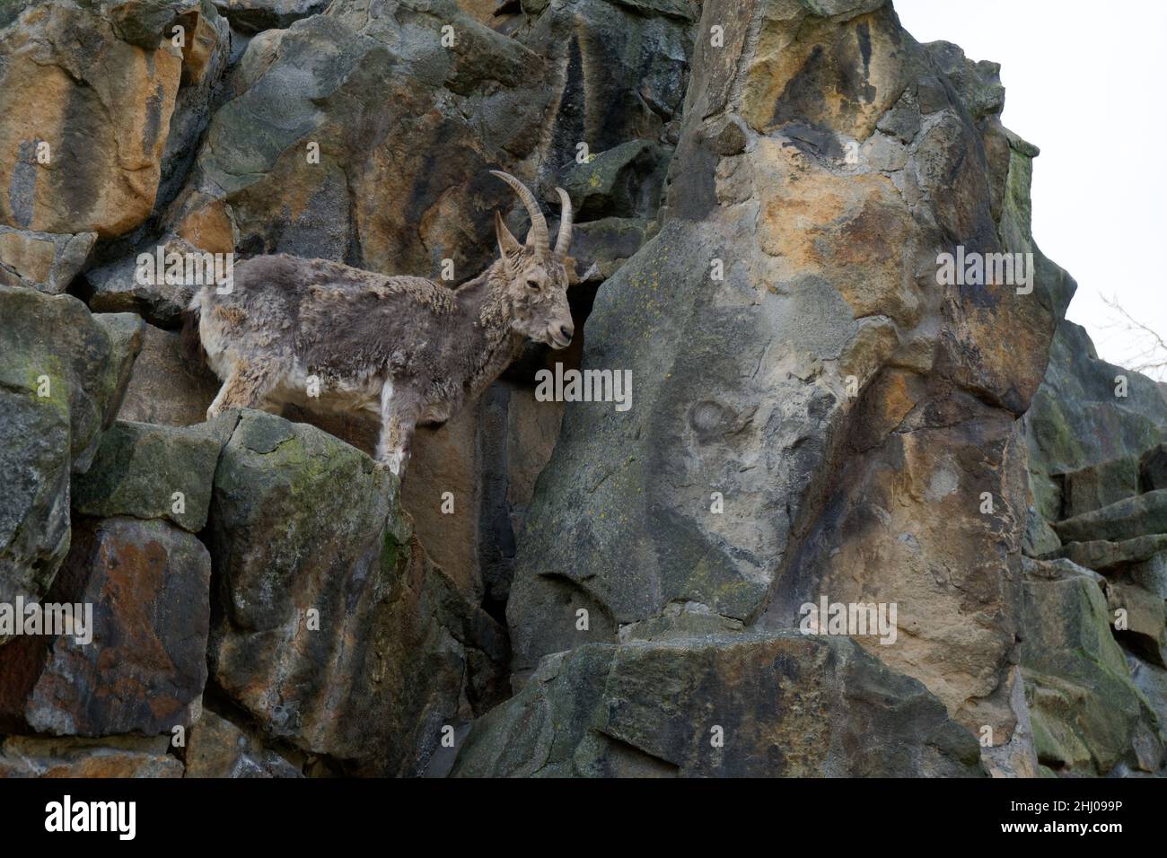 mountain ibex - capra sibirica Stock Photo
