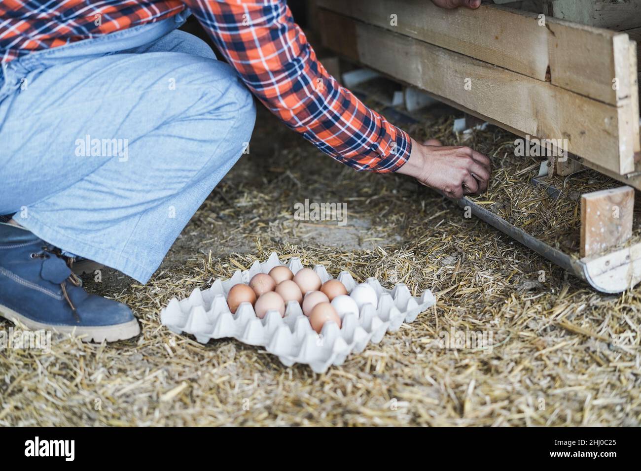 Farmer Woman Picking Up Organic Eggs In Henhouse Focus On Hand Stock