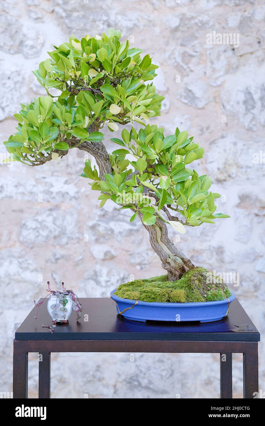 polyscias fabian bonsai Aralia Fabian, Polyscias Scutellaria main image 1